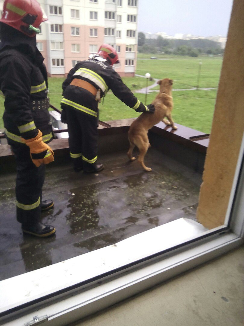 Спасатели снимают пса с козырька подъезда