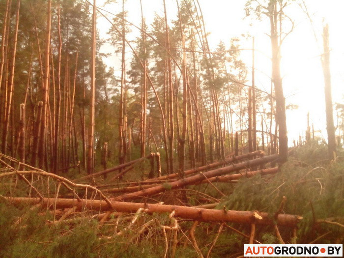 В Тарусичах ветер ломал деревья в лесу как спички.