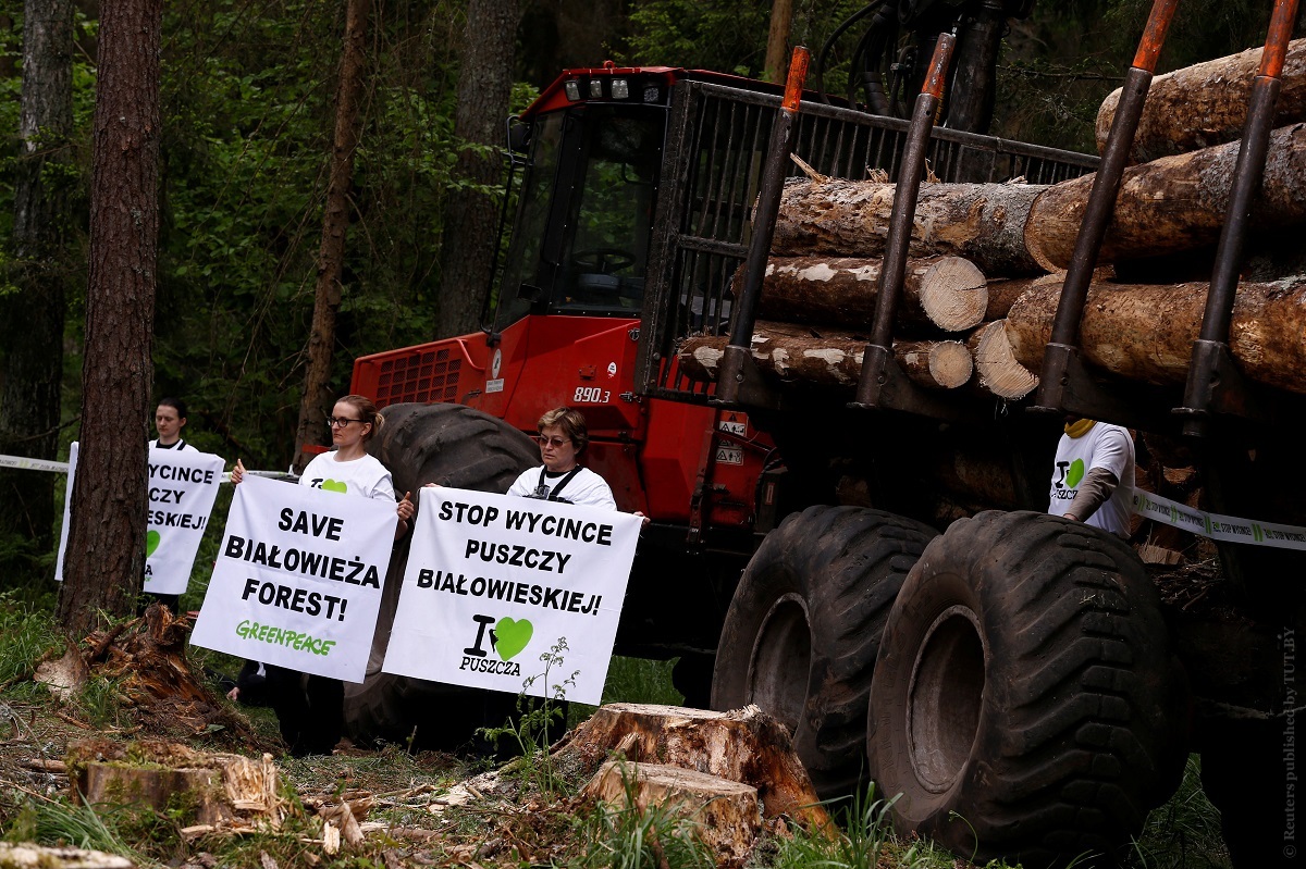 Экологи пытаются заблокировать вырубку деревьев на польской территории Беловежской пущи. Фото: Reuters