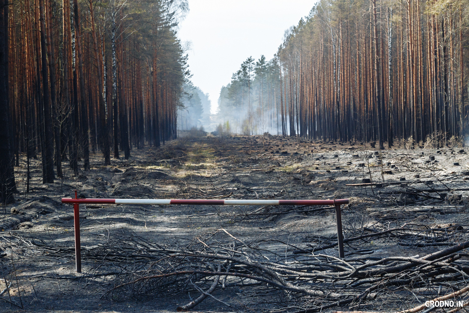 Почему после пожаров. Последствия лесных пожаров. Леса после пожара. Лес после низового пожара. Последствия пожара в лесу.