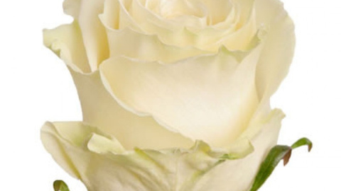 Роза белая (60 см), Эквадор