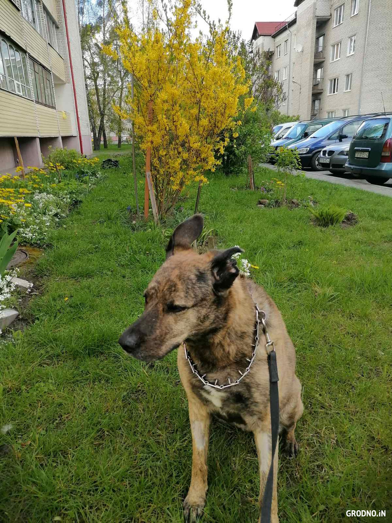 Ветклиника Ветеринарный импульс в Гродно — отзывы клиентов